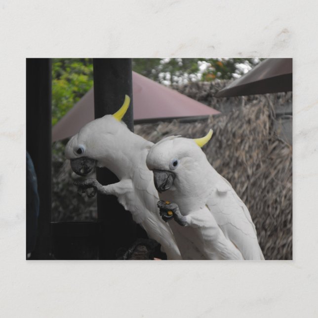 Parrott Vykort (Framsida)