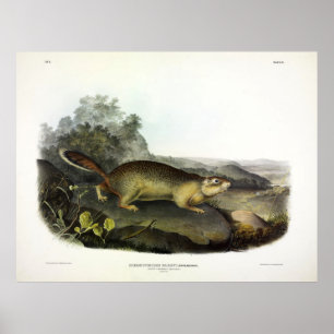 Parrys Marmot Squirrel eller Arktis Ground Squirre Poster