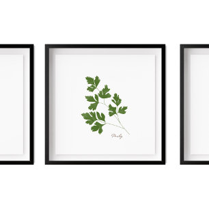 Parsley Illustration   Örter Köksväggkonst Poster
