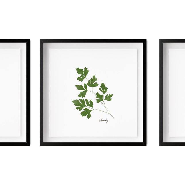 Parsley Illustration | Örter Köksväggkonst Poster (Skapare uppladdad)