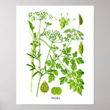 Parsley Kitchen Herb Botanical Wall Decor