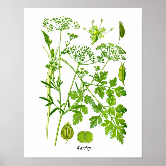 Parsley Kitchen Herb Botanical Wall Decor Poster (Framsidan)