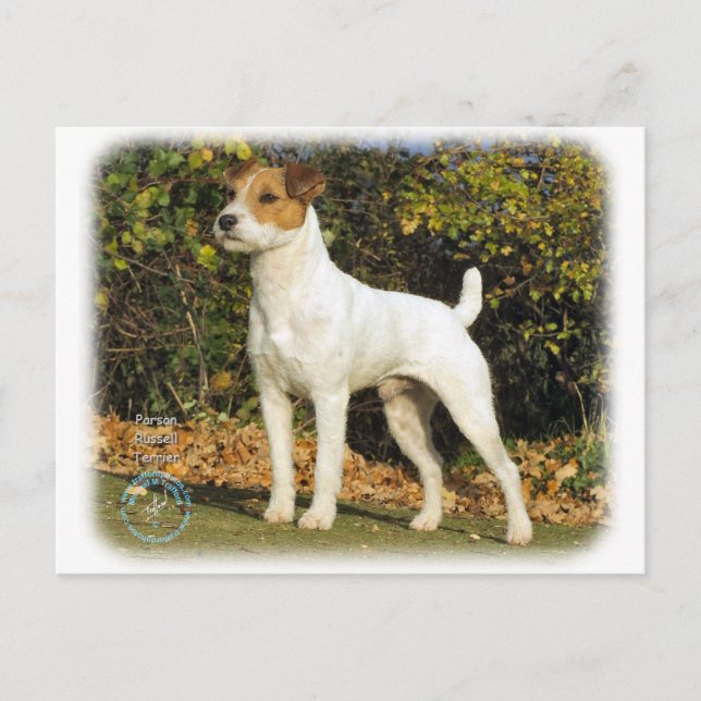 Parson Russell Terrier 9T016D-223 Vykort (Framsida)