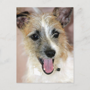 Parson Russell Terrier/Yorkie Mix Postcards Vykort