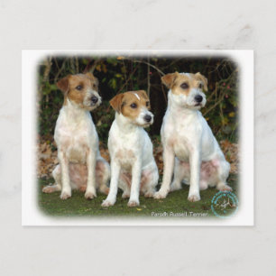 Parson Russell Terriers 9T016D-332 Vykort