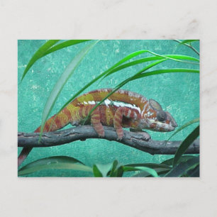 "Parsons Chameleon" vykort