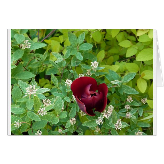 parterre de fleurs au printemps hälsningskort (Framsidan Horizontal)