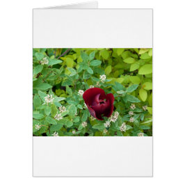 parterre de fleurs au printemps hälsningskort