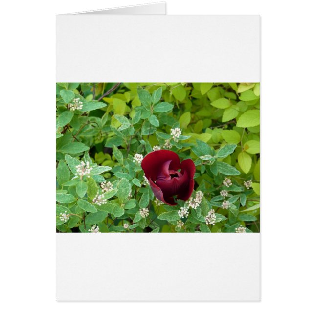 parterre de fleurs au printemps hälsningskort (Framsidan)