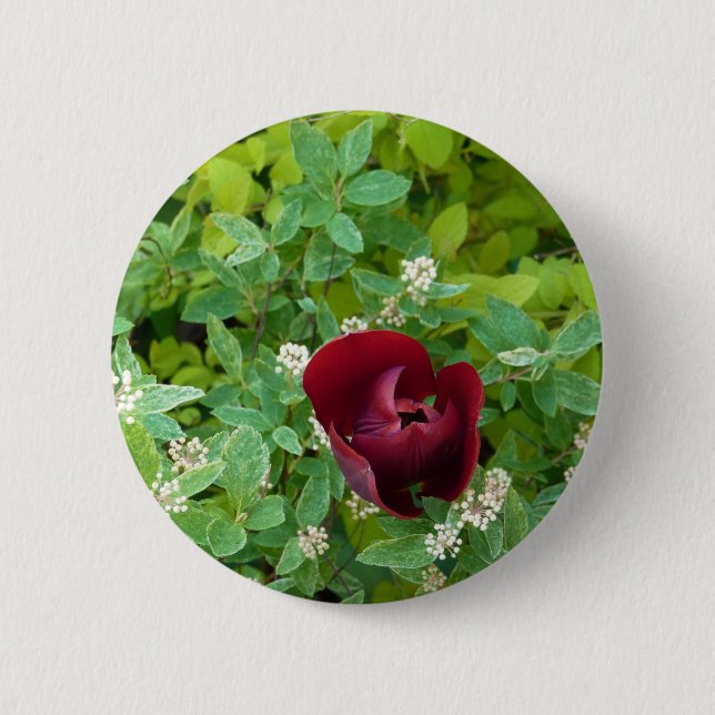 parterre de fleurs au printemps knapp (Framsida)