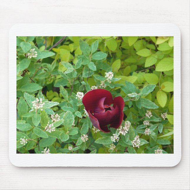 parterre de fleurs au printemps musmatta (Framsidan)