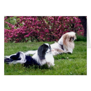 Parti-färgade Pekingeserhundar Hälsningskort