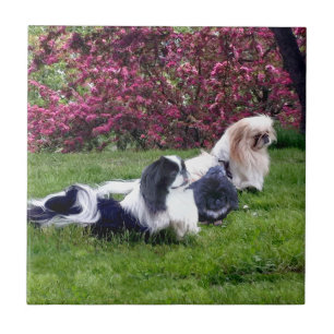 Parti-färgade Pekingeserhundar Kakelplatta