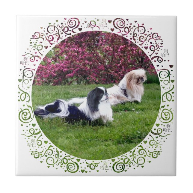 Parti-färgade Pekingeserhundar Kakelplatta (Framsidan)