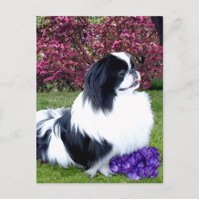 Parti-färgade Pekingeserhundar Vykort (Framsida)