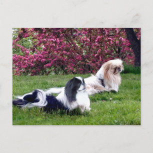 Parti-färgade Pekingeserhundar Vykort