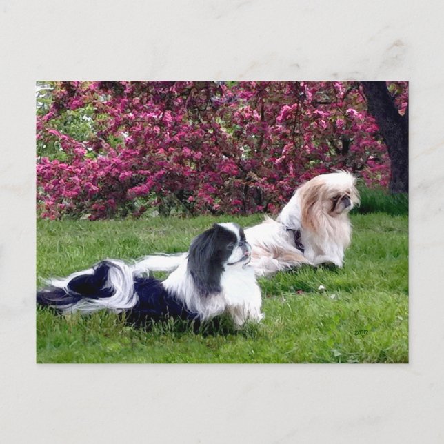 Parti-färgade Pekingeserhundar Vykort (Framsida)