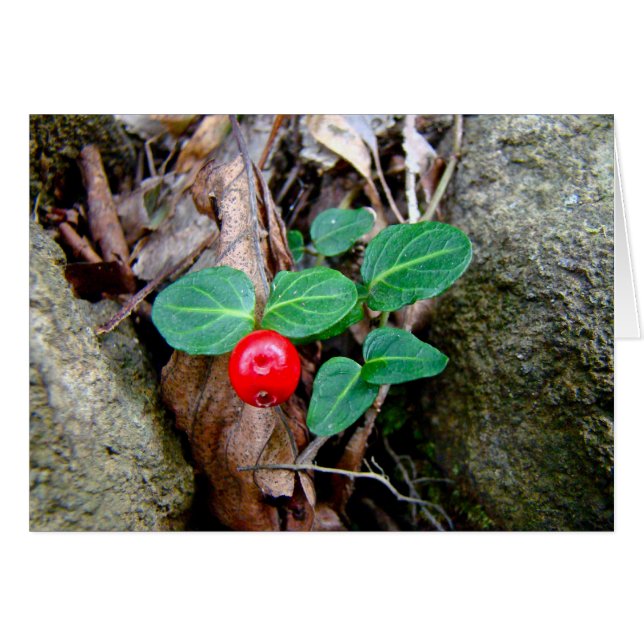 Partridge Berry Wildblomma Hälsningskort (Framsidan Horizontal)