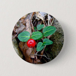 Partridge Berry Wildblomma Knapp