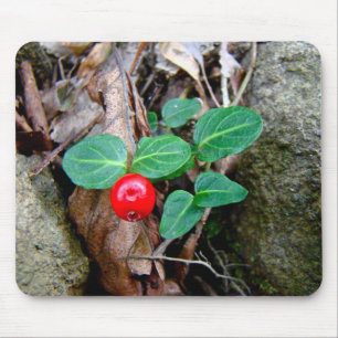 Partridge Berry Wildblomma Musmatta