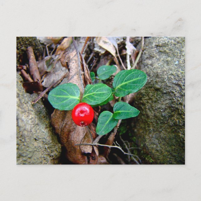 Partridge Berry Wildblomma Vykort (Framsida)