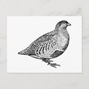 Partridge Bird Art Vykort