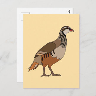 Partridge Chukar Bird Vykort
