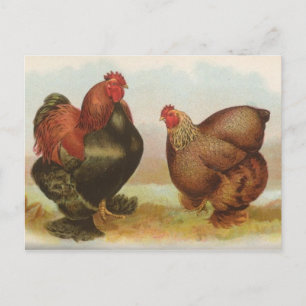 Partridge Cochins Vykort
