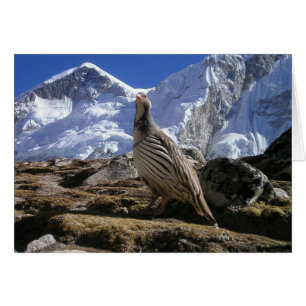 Partridge i Himalayas Card OBS Kort