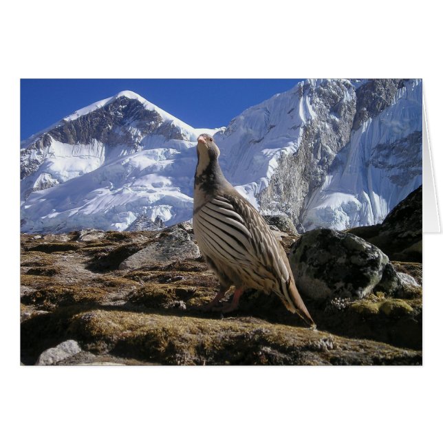 Partridge i Himalayas Card OBS Kort (Framsidan Horizontal)