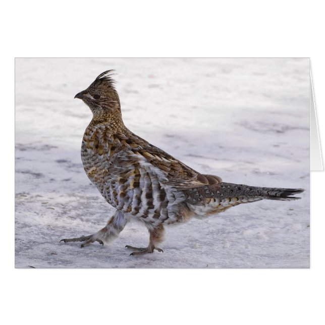 Partridge Strut Hälsningskort (Framsidan Horizontal)