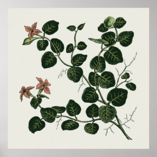 Partridgeberry Poster
