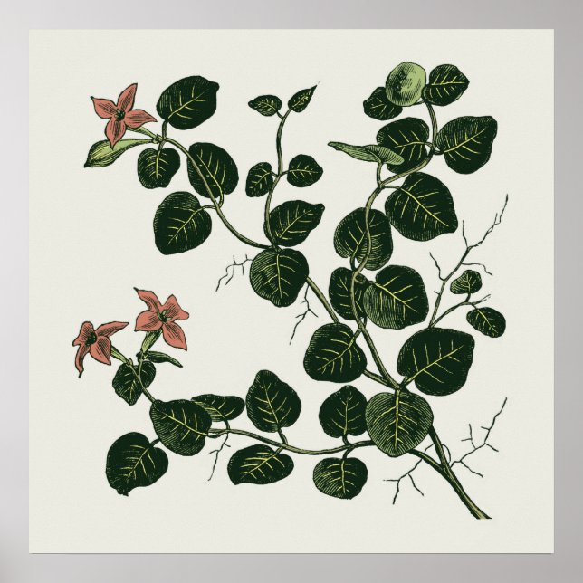 Partridgeberry Poster (Framsidan)