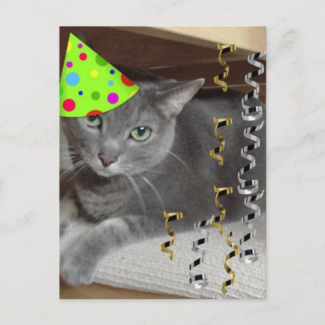 Party Animal Grått Cat Inbjudan Vykort (Framsida)