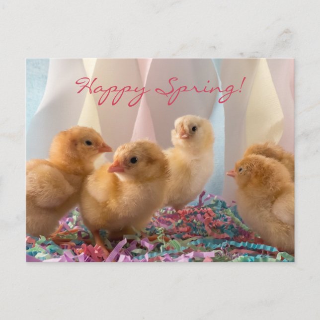 Party Chick Gult Baby Chickens Streamers  Inbjudan Vykort (Framsida)