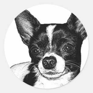 Party Chihuahua Runt Klistermärke