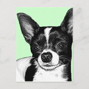Party Chihuahua Vykort