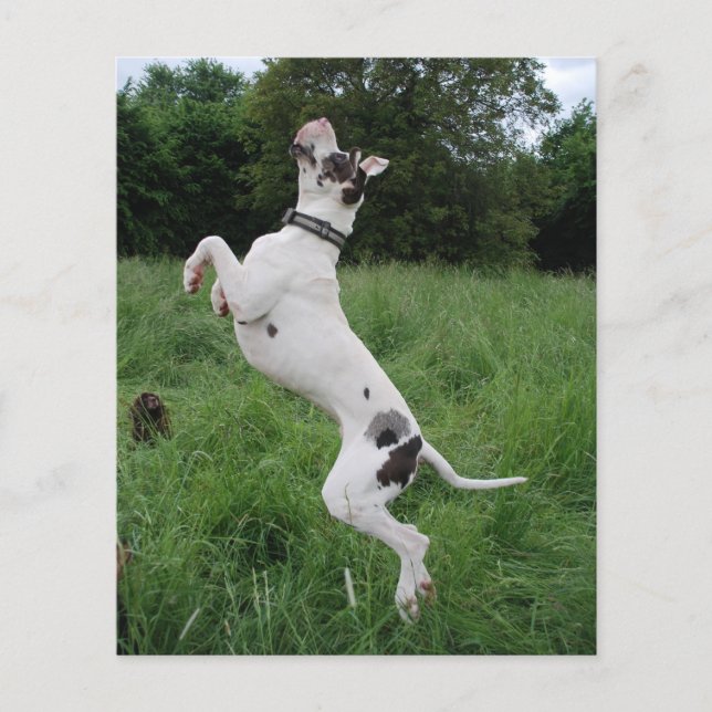 Party Dogge Flygblad (Framsidan)