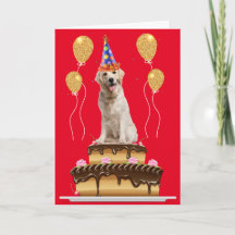 Party Hund på en kummelfödelsedag