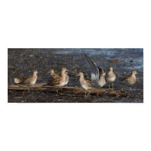 Party i Baird & Pectorsandpiprar vid stranden