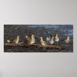 Party i Baird & Pectorsandpiprar vid stranden Poster