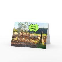 Party tlar Komen av kor - startdagen