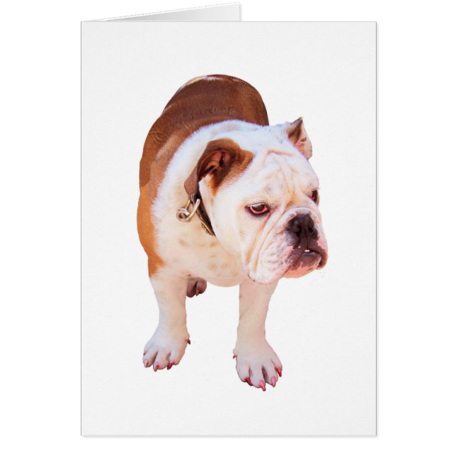 Partydjur Hälsningskort (Framsidan)