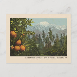 Pasadena Postcard Snö och Orange Groves Vykort