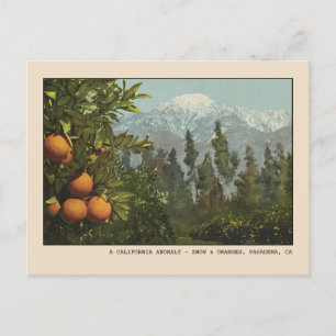 Pasadena Postcard Snö och Orange Groves Vykort