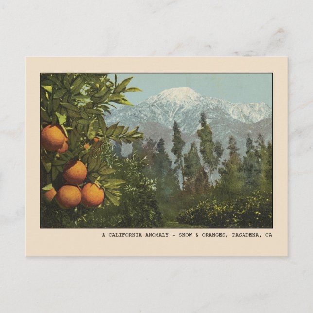 Pasadena Postcard Snö och Orange Groves Vykort (Framsida)
