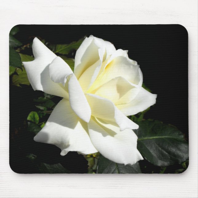 Pascali white hybrid tea ro musmatta (Framsidan)