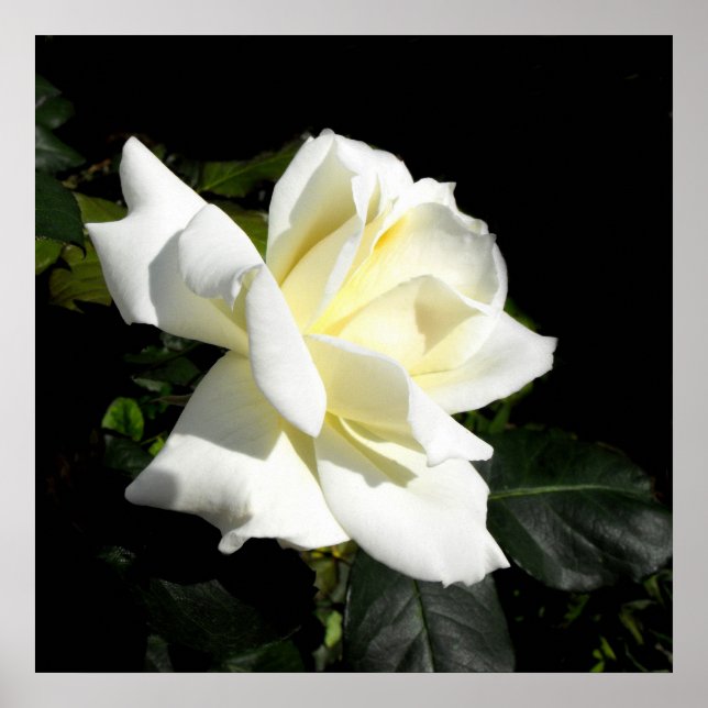 Pascali white hybrid tea ro poster (Framsidan)