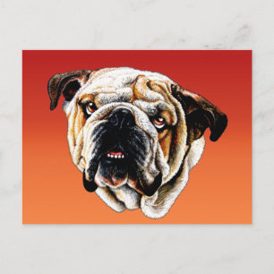 Pasent Bulldog Ansikte Vykort