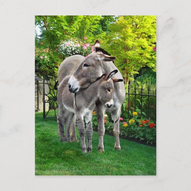 "Påsk & Baby Eno" vykort (Framsida)